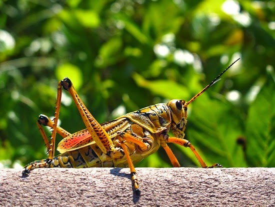 Everglades National Park by Bicycle Lubber Grasshopper