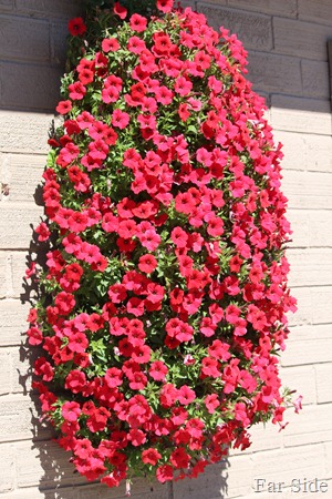 Red Petunias in tyown
