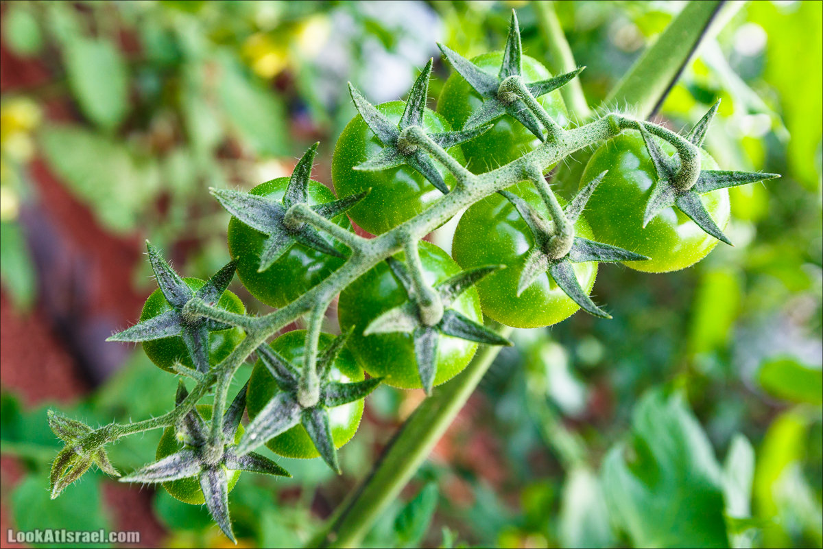 Сельскохозяйственная школа Хава бе-Эден | Hava be-Eden farm | LookAtIsrael.com - Фото путешествия по Израилю | חווה בעדן