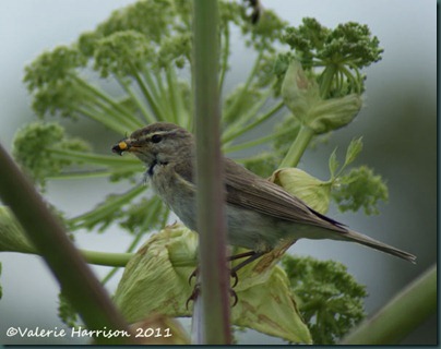 30 warbler-with-food