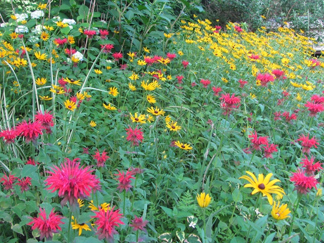 [July%25202013%2520flowers%2520in%2520the%2520backyardbee%2520balm%2520and%2520daisies6%255B14%255D.jpg]