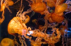 AquariumofthePacificVisit-51-2012-03-21-10-50.jpg