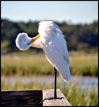 Birds - Great Egret - which way is up