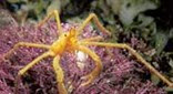 Méditerranée grotte à corail rouge macropode
