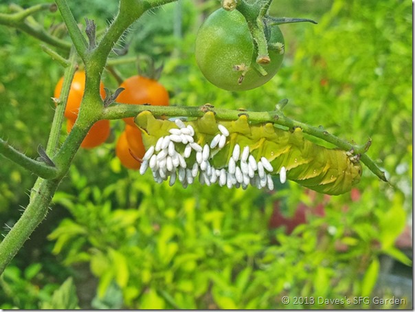 Hornworm Hornworm