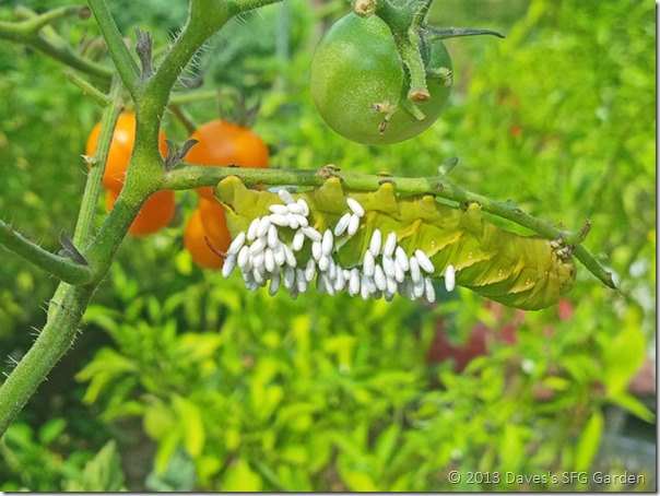 Hornworm