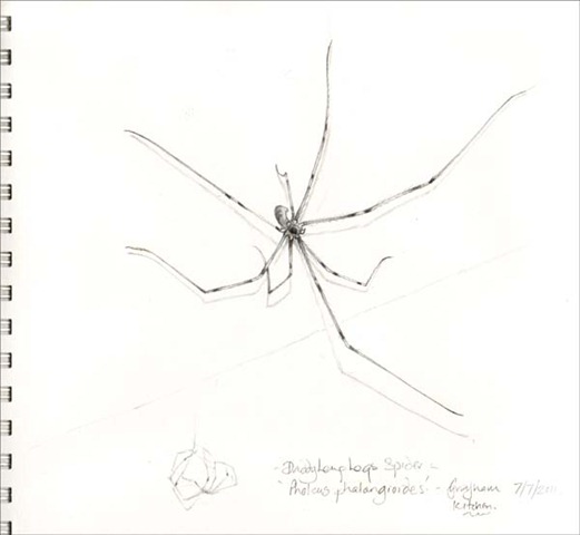 [pholcus%255B3%255D.jpg]
