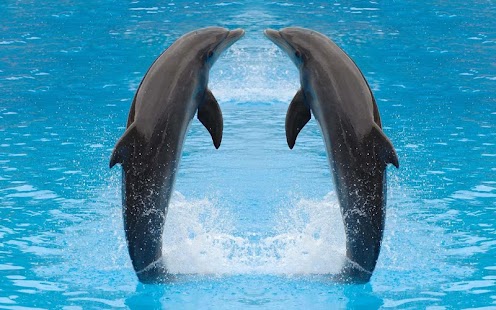 download Dolphin Wallpaper free