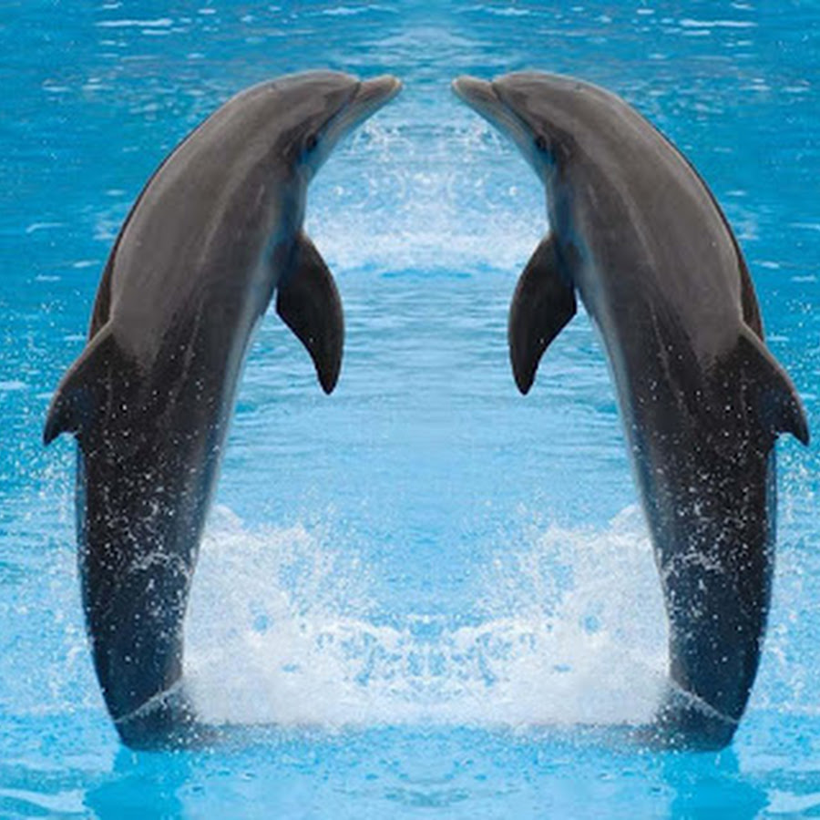 dolphin wallpaper