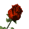 redrose redrose