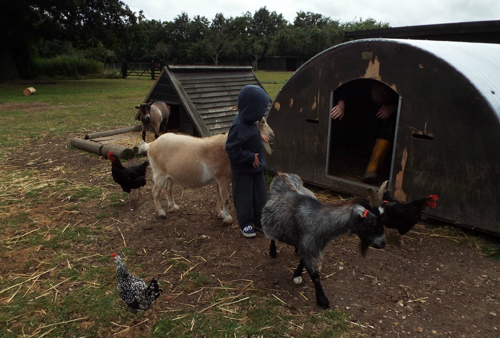 [chickens%2520and%2520goats%2520at%2520aldingbourne%2520country%2520centre%255B5%255D.jpg]