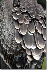 Buzzard-Feathers