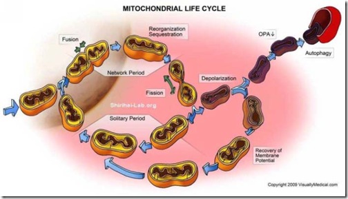 mitochondrialshirihai