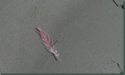 feather from rosette spoonbill