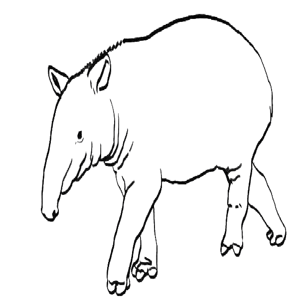 [tapir-%2520c%255B3%255D.png]
