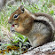 Cascade golden-mantled ground squirrel