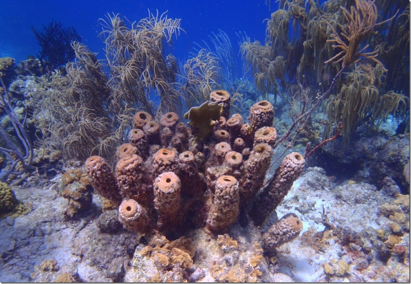 023c korallen