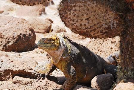 Imagini Galapagos: iguana de uscat la umbra