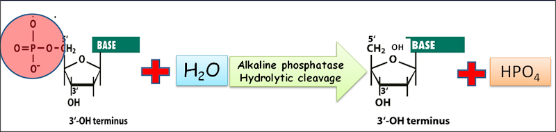 Alkaline phosphatase in rDNA technology