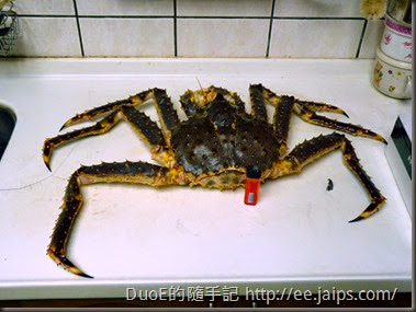 北海道巨無霸帝王蟹-大小比例