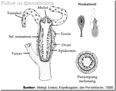 Struktur tubuh Hydra