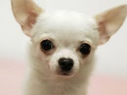 [Amazing%2520Animals%2520Pictures%2520Chihuahua%2520%25286%2529%255B3%255D.jpg]