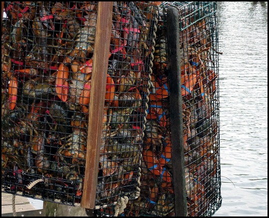 09e - Perkins Cove - That's a lot of Lobsters