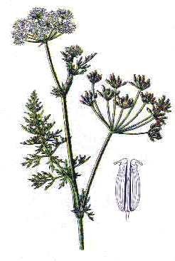 [Carum%2520roxburgianum%255B2%255D.jpg]