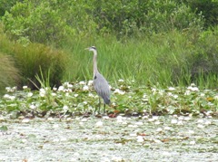 great blue heron 7.25.2013 in the pond lilies1