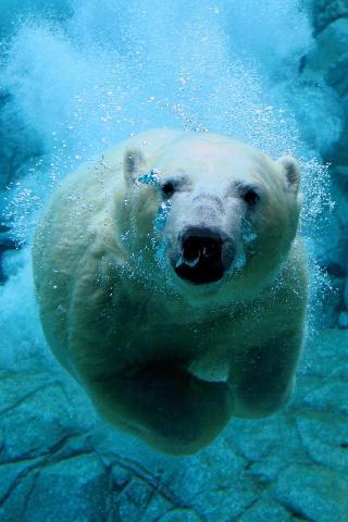 Polar-bear-iphone