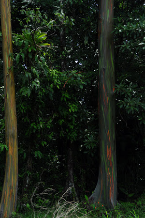 Flora tropicala Costa Rica: Eucalipti