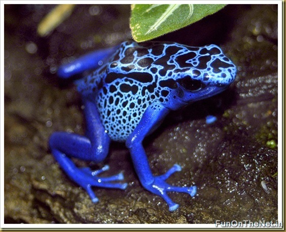 Poison Dart Frog Poison Dart Frog