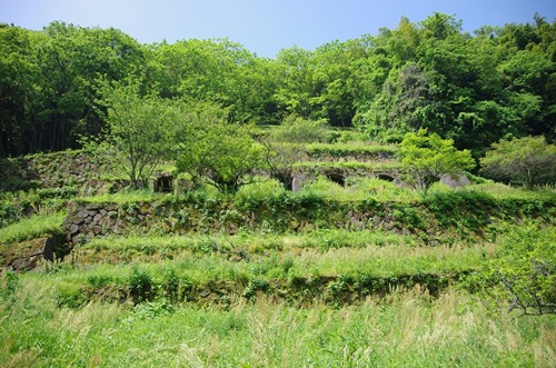 [130521203.jpg]