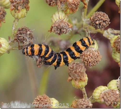 15-cinnabar-caterpillar