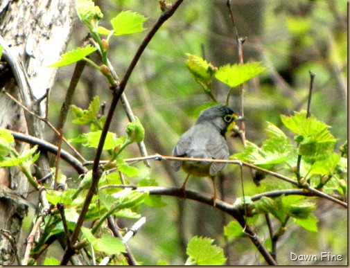 Canada Warbler (1)