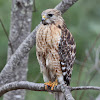 Red-shouldered Hawk