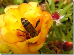včely na květech 101