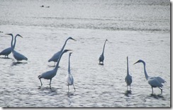 Egrets love to pose