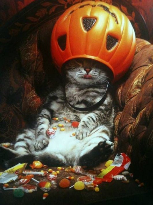 [funny-cat-is-the-king-of-halloween%255B3%255D.jpg]