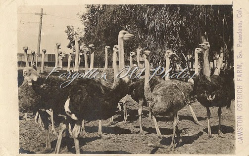 Cawson Ostrich Farm Postcard ML Antiques Erhard Minnesota