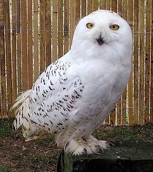 [300px-Snowy.owl.overall.arp.750pix%255B2%255D.jpg]