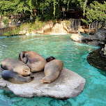 lazy seals at ueno zoo in Ueno, Japan 
