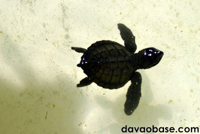 A baby sea turtle swims its way to growth in Pawikan Nesting Sanctuary, Maitum, Sarangani.