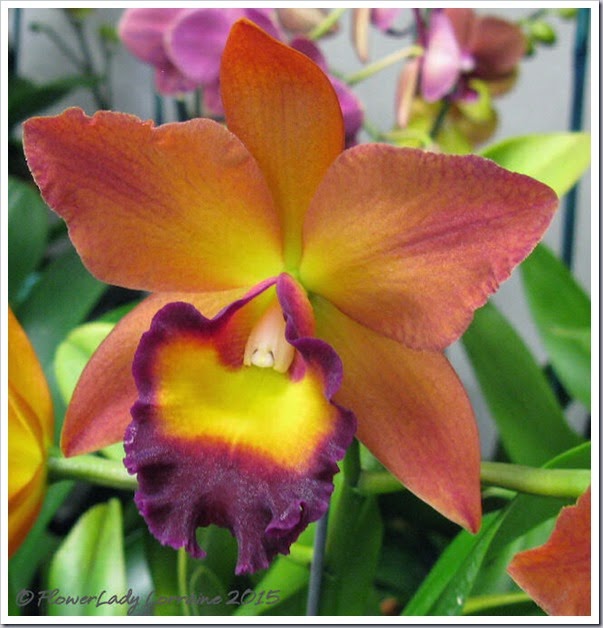 02-08-orchids9