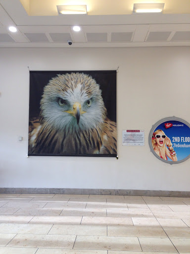 Red kites In The Red Mall