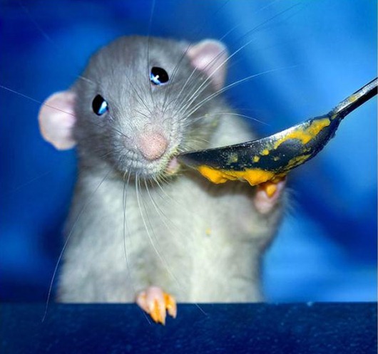 [f549a4f80353ff6e659b79e3ae7_prev%255B3%255D.jpg]