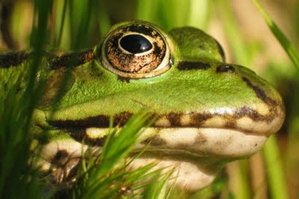 Waterfrog