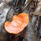 Cinnabar red polypore
