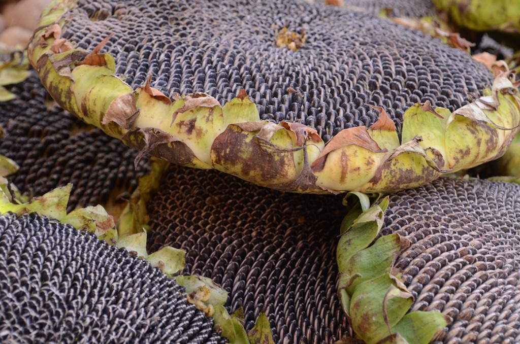 [DSC_4336%255B4%255D.jpg]