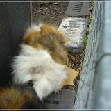 Jugendfarm Moritzhof - Meerschweine